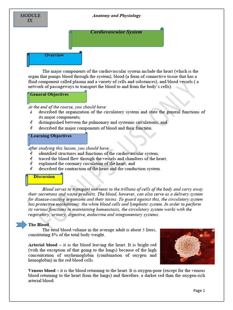 Cardiovascular System Overview and Functions | PDF | Heart Valve | Heart