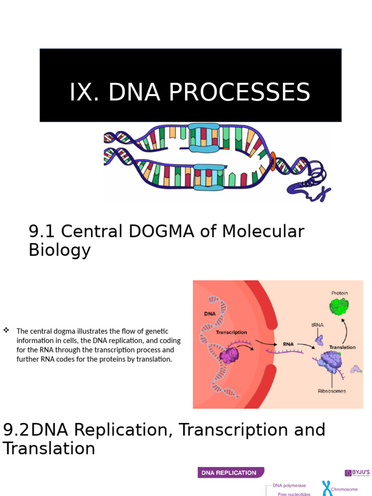 Ix. Dna Processes | PDF