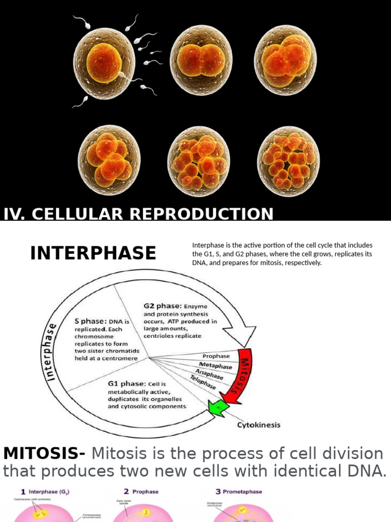 IV. Cellular Reproduction | PDF
