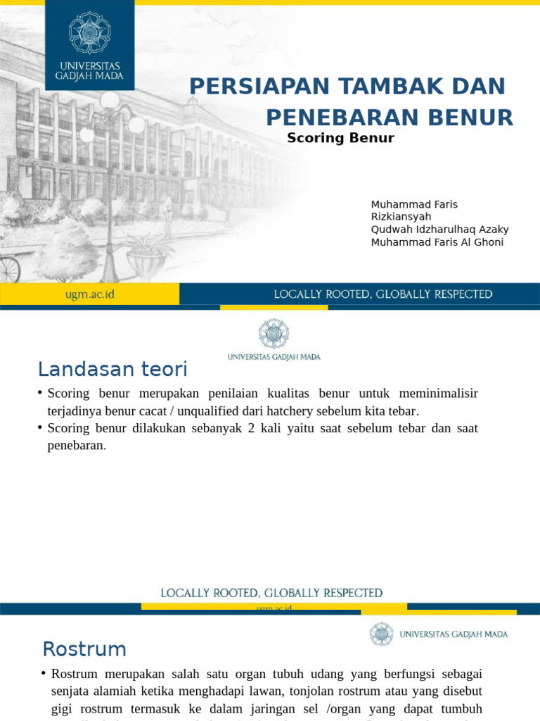 Scoring Benur Udang: Kualitas dan Metode | PDF