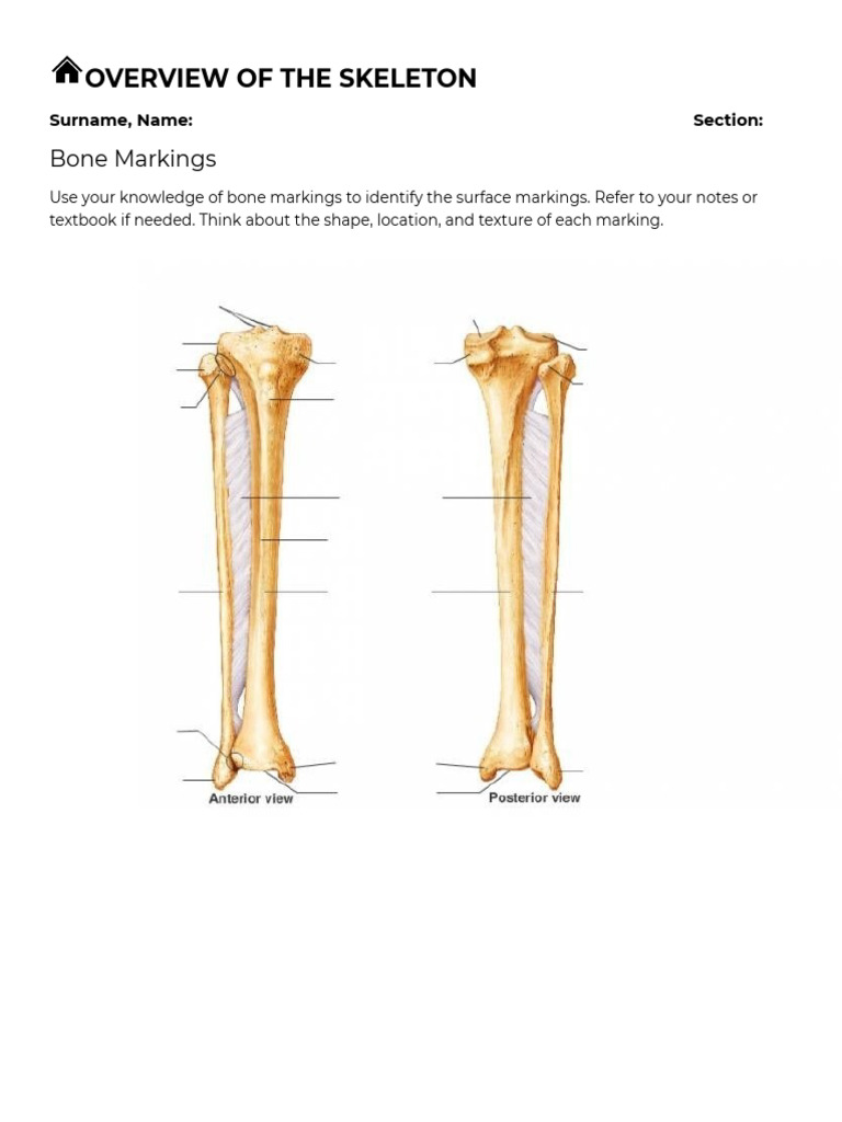 Bone Structure and Muscle Function Analysis | PDF | Foot | Bone