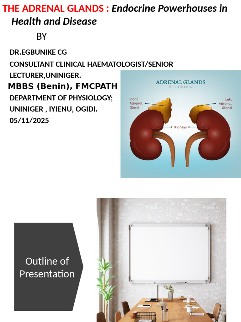 Adrenal Glands: Anatomy and Function | PDF | Adrenal Gland | Cortisol