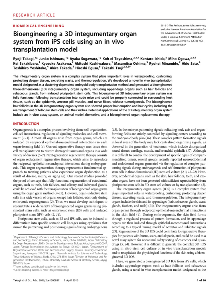 Bioengineered 3D Skin Organ System | PDF | Regeneration (Biology ...