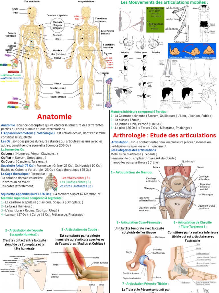 Anatomie et Traumatologie du Corps Humain | PDF | Système squelettique ...