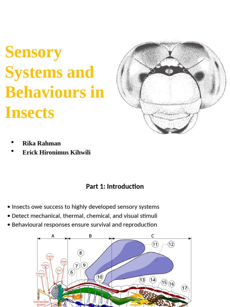 Insect Sensory Systems and Behavior | PDF | Insects | Pheromone