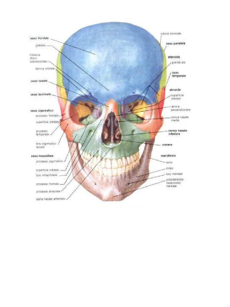Cranio 1 | PDF
