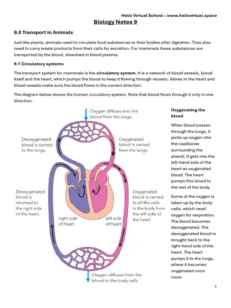 Biology Notes Topic 9 PDF | PDF | Heart Valve | Circulatory System