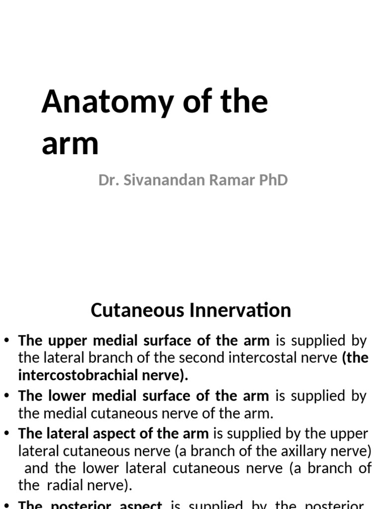 Anatomy and Innervation of the Arm | PDF | Arm | Elbow
