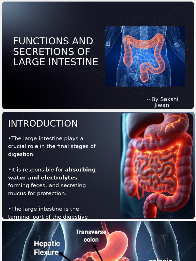 Functions of the Large Intestine | PDF | Gastrointestinal Tract | Large ...