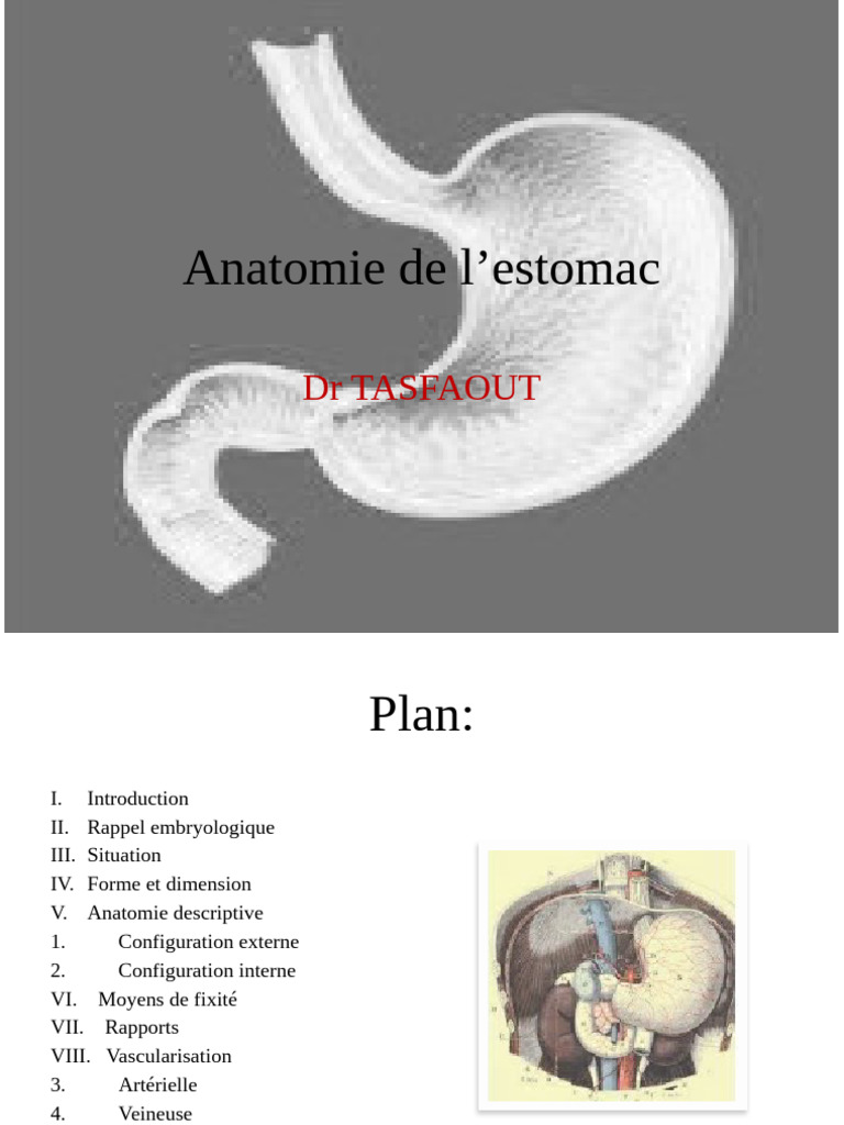 anatomie-d-taill-e-de-l-estomac-humain-pdf-estomac-art-re