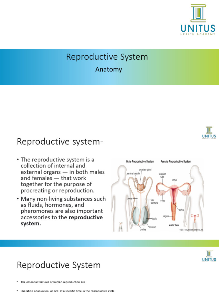 Human Male Reproductive System Overview | PDF | Menstrual Cycle ...