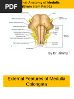 Anatomy and Function of the Pons | PDF | Brainstem | Human Anatomy