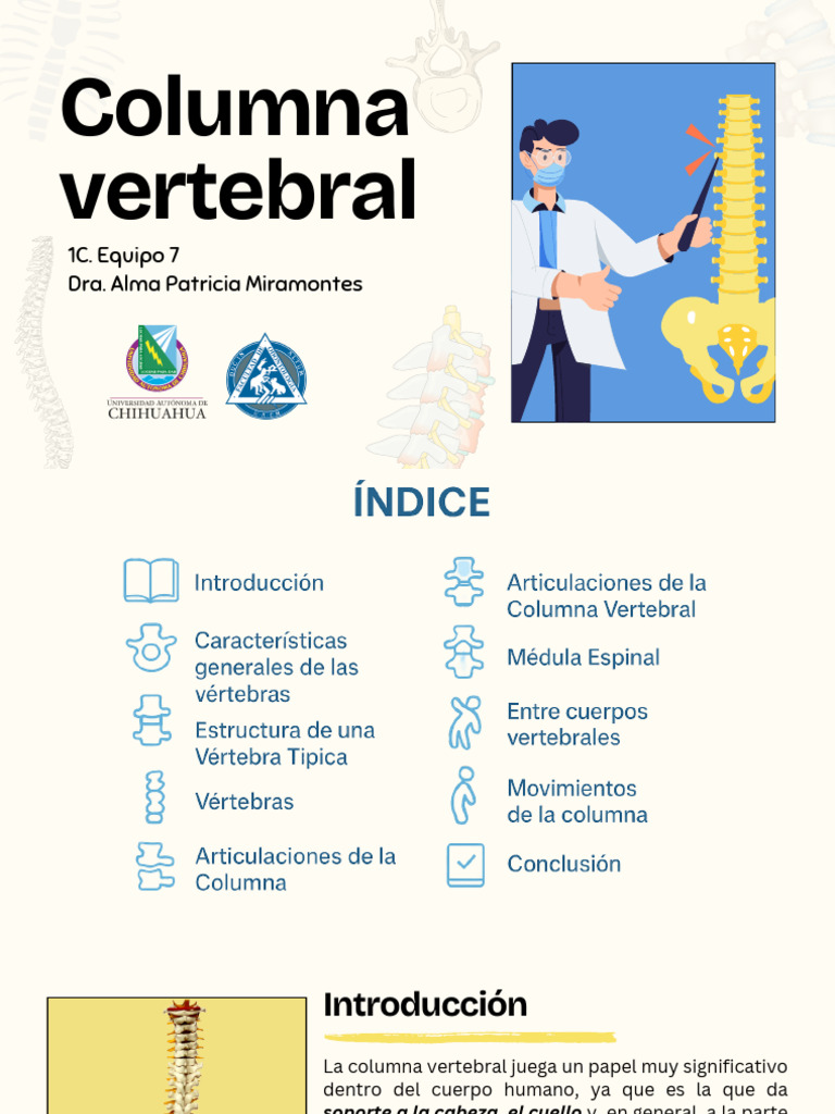 Estructura y Función de la Columna Vertebral | PDF | Vértebra | Tórax ...