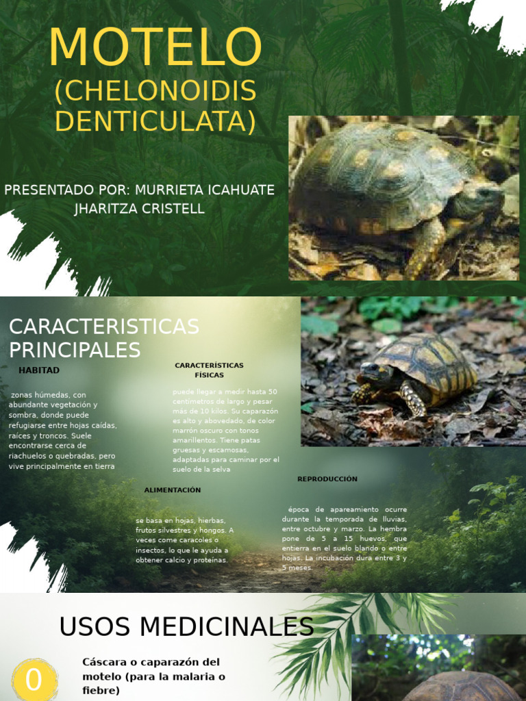 Motelo: Características y Usos Medicinales | PDF