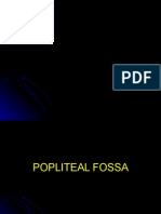 Popliteal Fossa and Leg