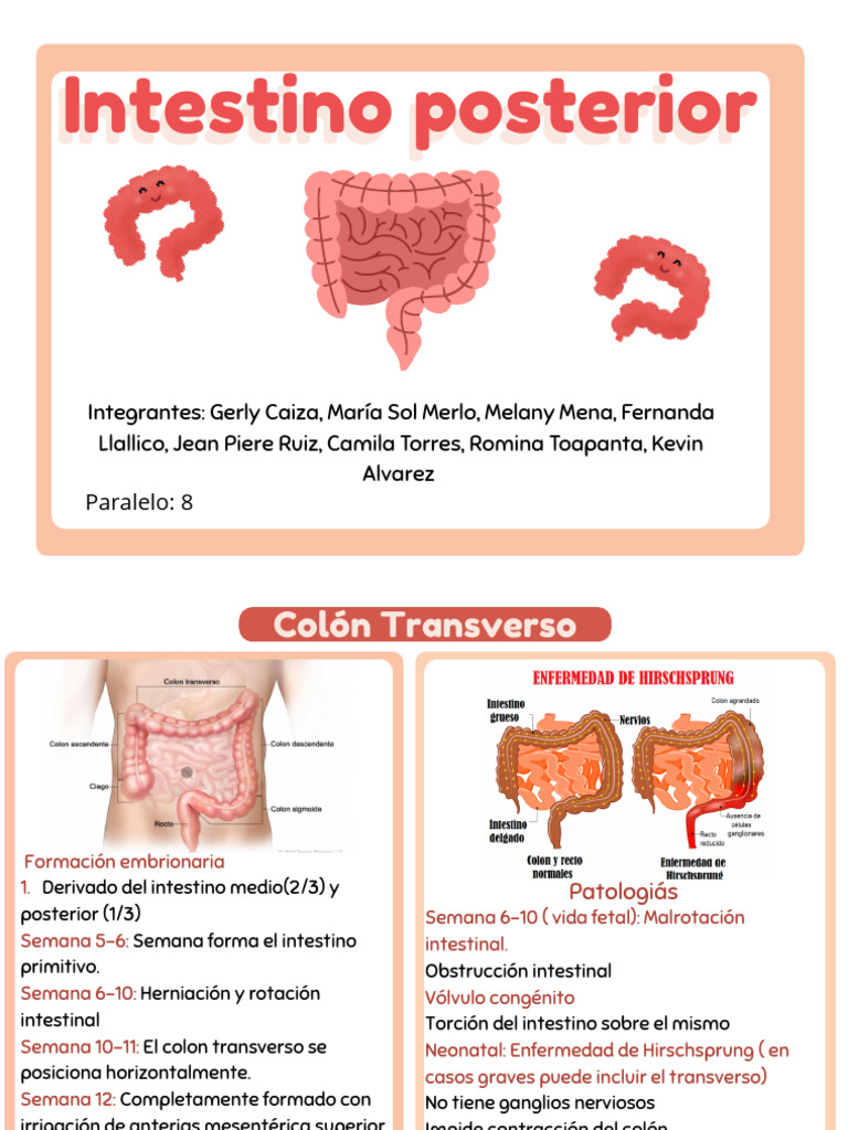 Desarrollo y patologías del intestino posterior | PDF | Tracto ...