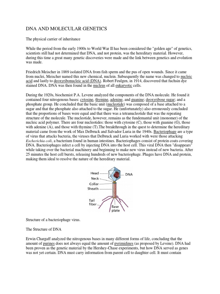 A Comprehensive Overview of DNA Structure, Replication, and the ...