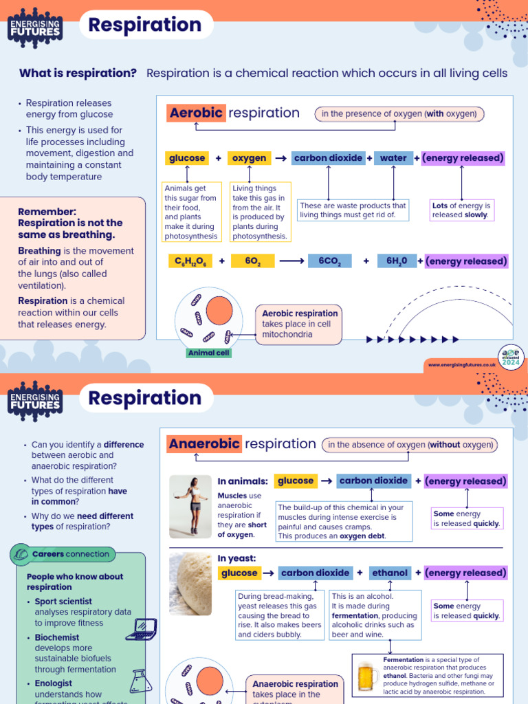EF RespirationPosterWithSymbols Age14 16 | PDF | Cellular Respiration ...