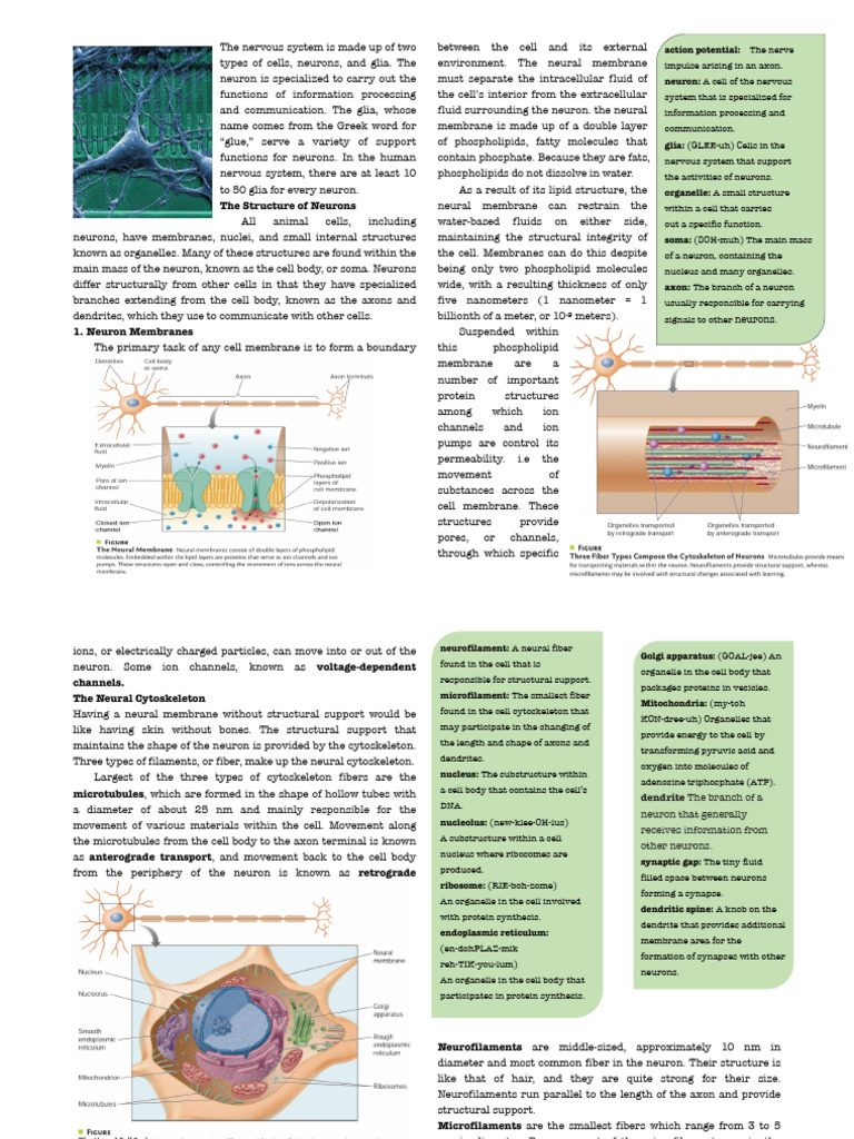 Structure and Function of Neurons | PDF | Chemical Synapse | Neuron