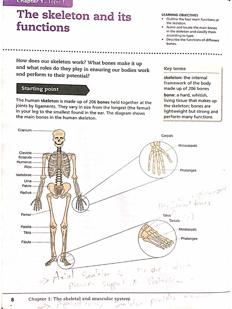 1.1 the Skeleton and Its Function | PDF