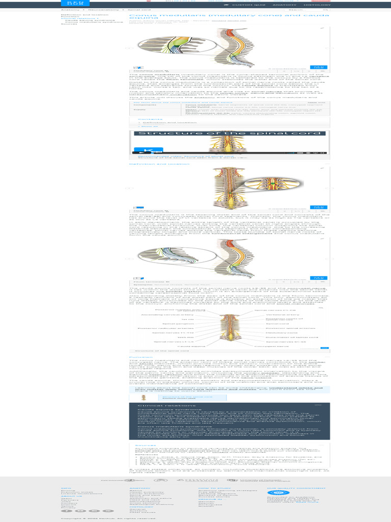 Unlocking the Secrets of the Conus Medullaris: A Comprehensive Exploration of Anatomy and Function