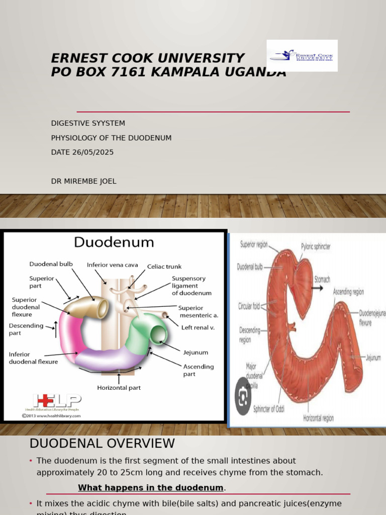 Duodenum Physiology and Functions | PDF | Stomach | Pancreas