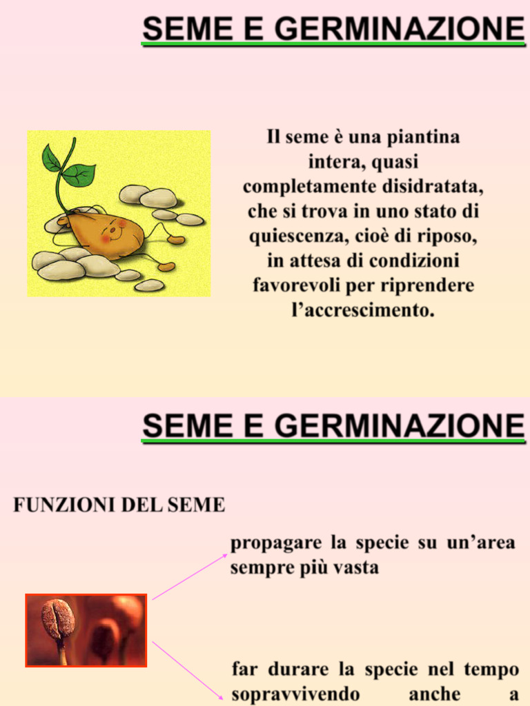 Seme e Germinazione-Prima Parte | PDF