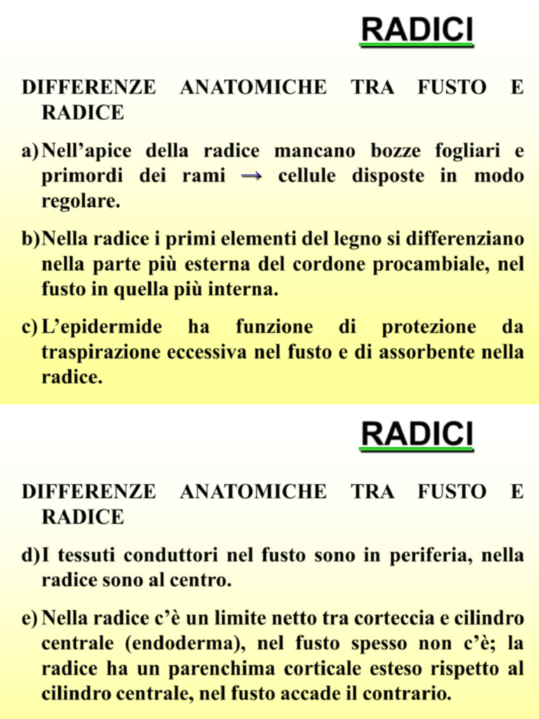 Radici e Foglie-Seconda Parte | PDF