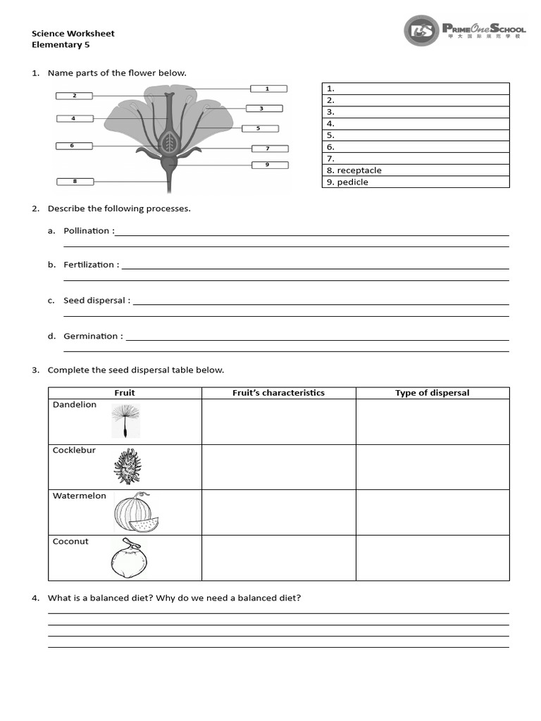 Elementary Science Worksheet on Plants and Nutrition | PDF | Seed | Fruit