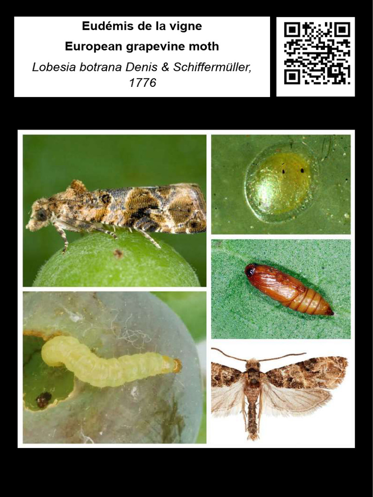 Lobesia Botrana | PDF