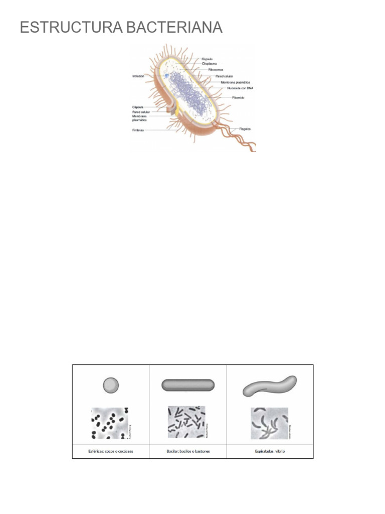 Estructura y Clasificación Bacteriana | PDF | Tinción | Las bacterias