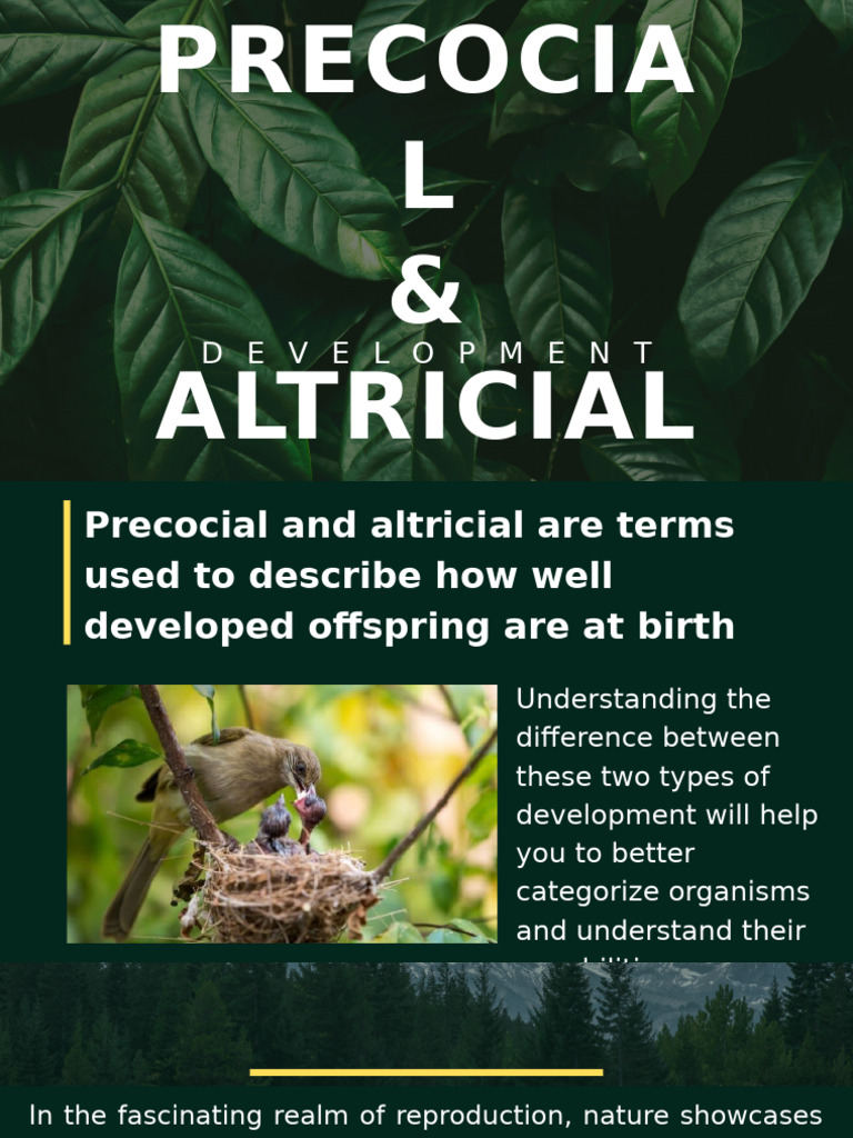 Precocial vs Altricial Development | PDF | Ornithology | Biological ...