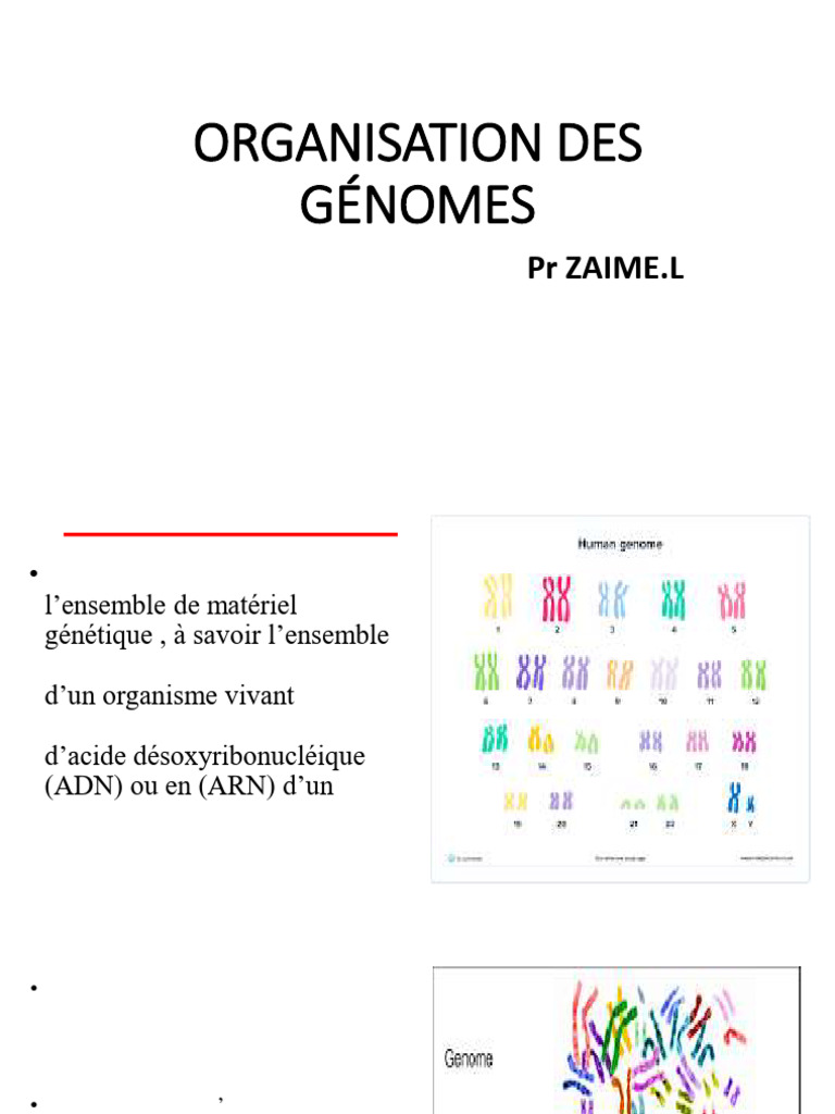 Organisation et caractéristiques des génomes | PDF | Gène | ADN