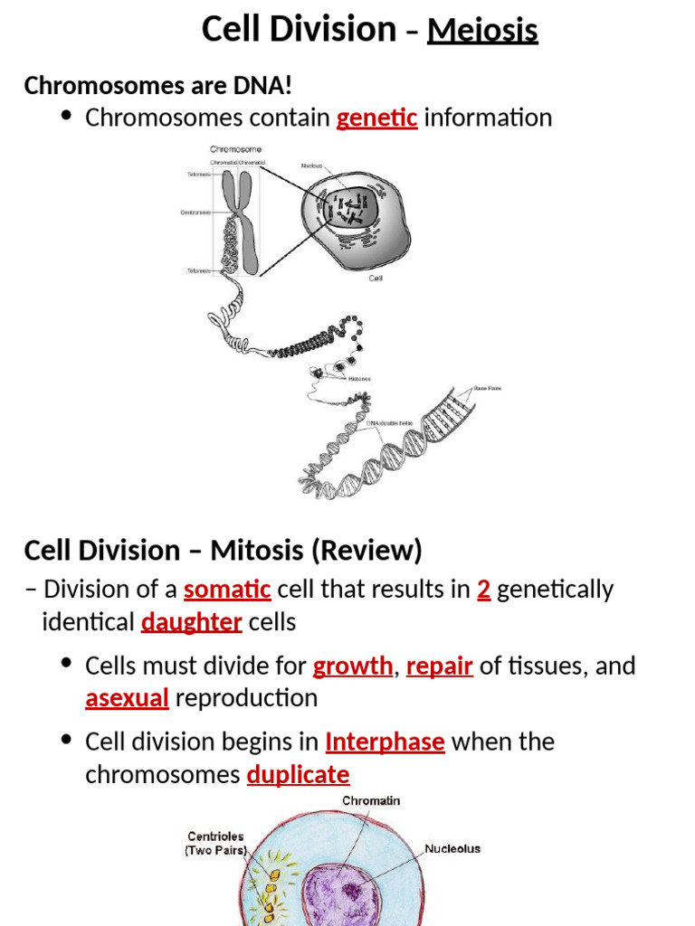 Meiosis vs. Mitosis: Cell Division Explained | PDF | Ploidy | Meiosis