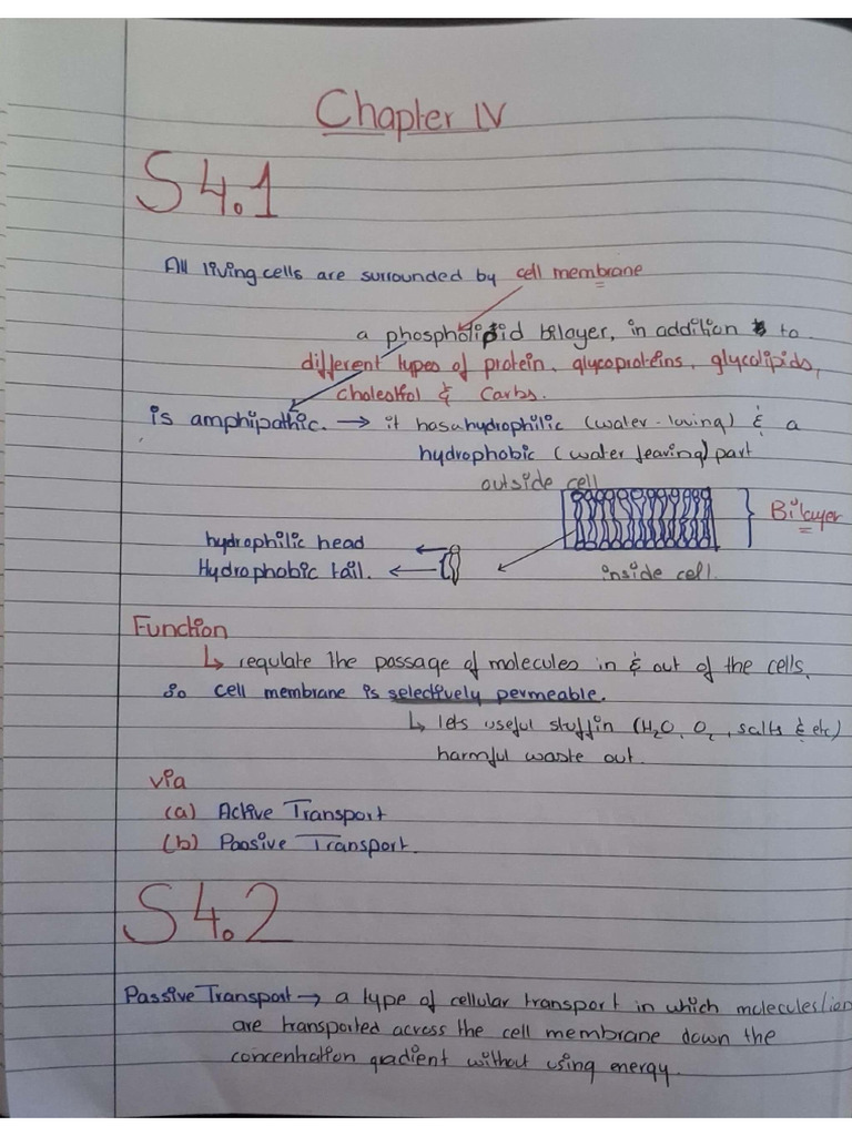 Bio Ch.4 Notes-Summary | PDF