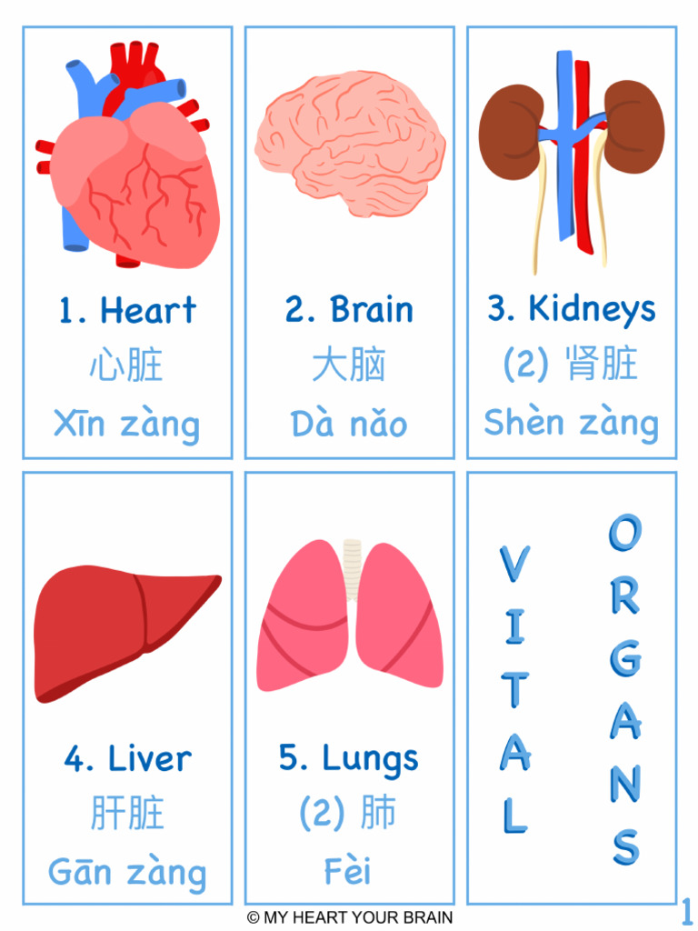 Merch 8 Internal Structures | PDF