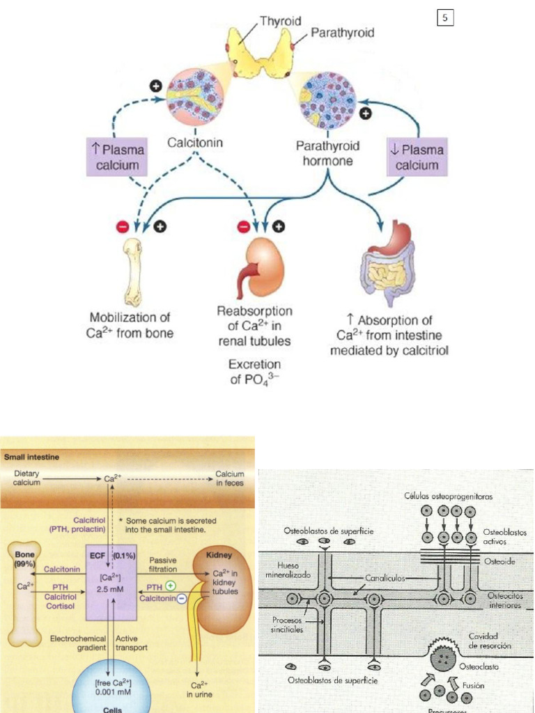 Aclaramiento renal y homeostasis del Ca++ | PDF | Solución tampón | Riñón