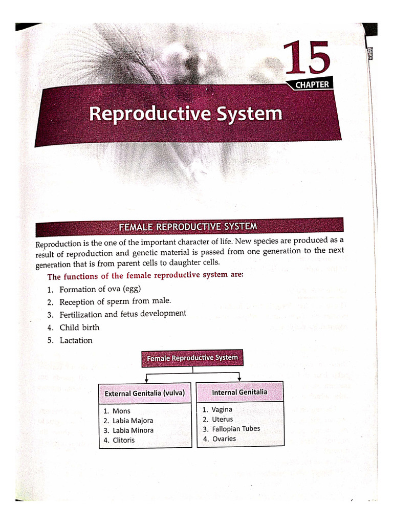 Reproductive System | PDF