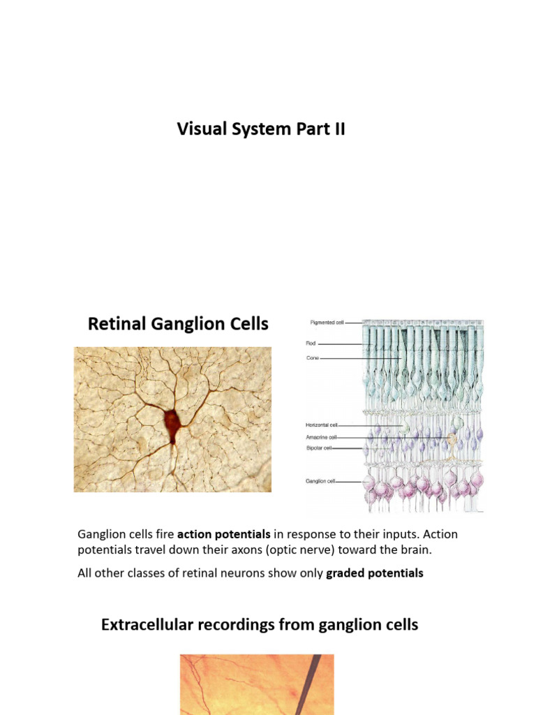 Retinal Ganglion Cells and Visual Processing | PDF | Visual Cortex | Retina
