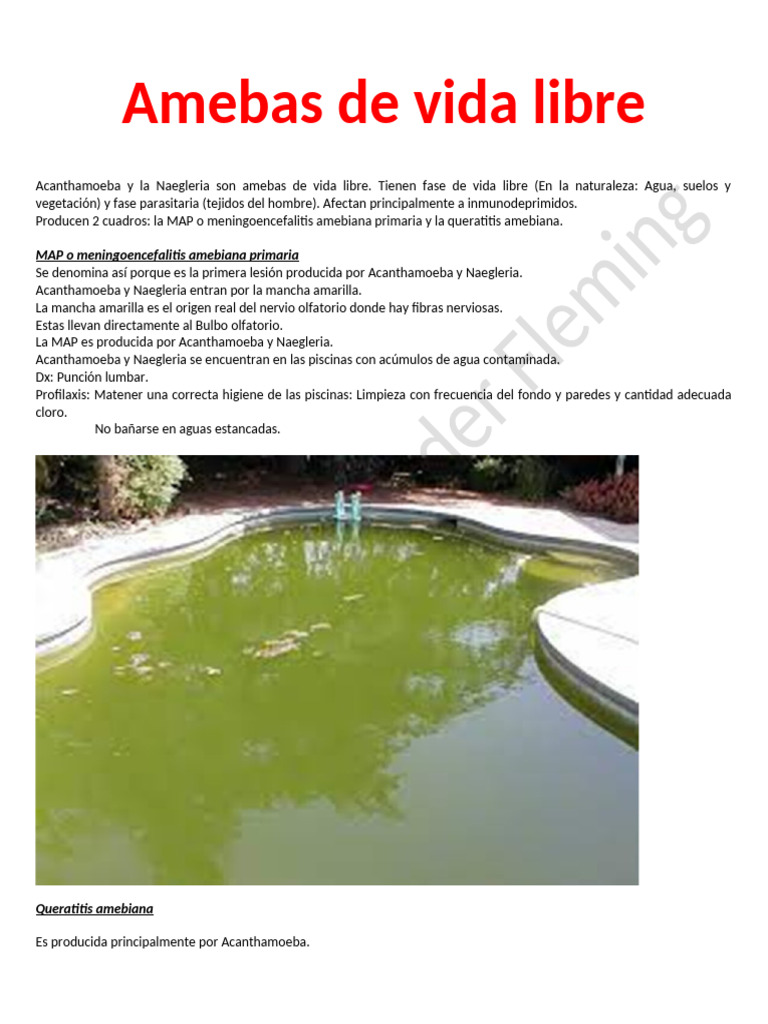 Amebas de Vida Libre | PDF