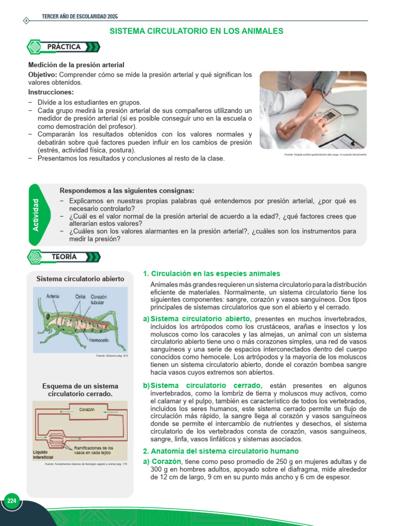 Sistema Circulatorio en Animales y Humanos | PDF | Corazón | Ventrículo ...
