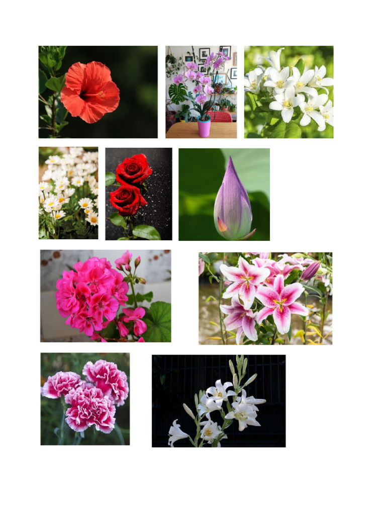 Flor | PDF