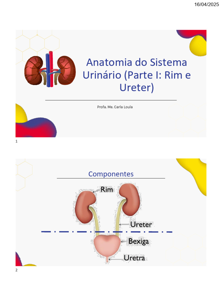 Anatomia do Sistema Urinário: Rim e Ureter | PDF | Rim | Anatomia