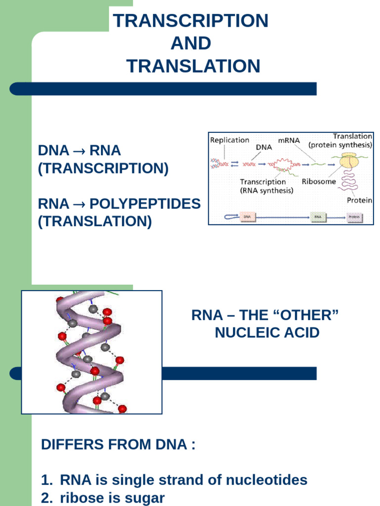 RNA Transcription and Translation Process | PDF | Rna | Translation ...