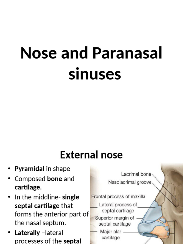 Anatomy and Functions of the Nose | PDF | Human Nose | Human Head And Neck