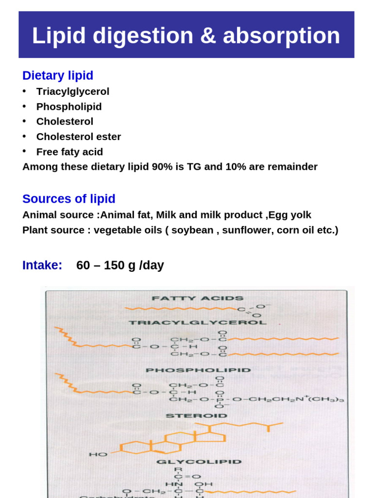 Lipid Digestion and Absorption Process | PDF | Digestion | Stomach