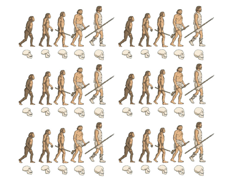 Human Evolution | PDF