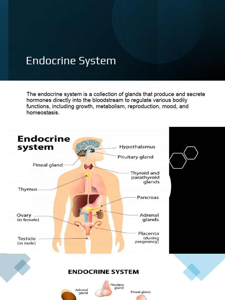 Overview of the Endocrine System | PDF | Endocrine System | Hypothalamus