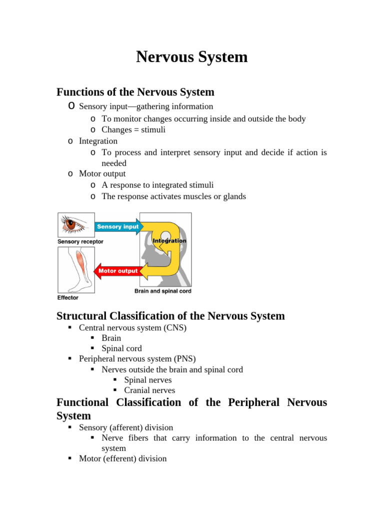 Nerve Cell | PDF | Axon | Action Potential