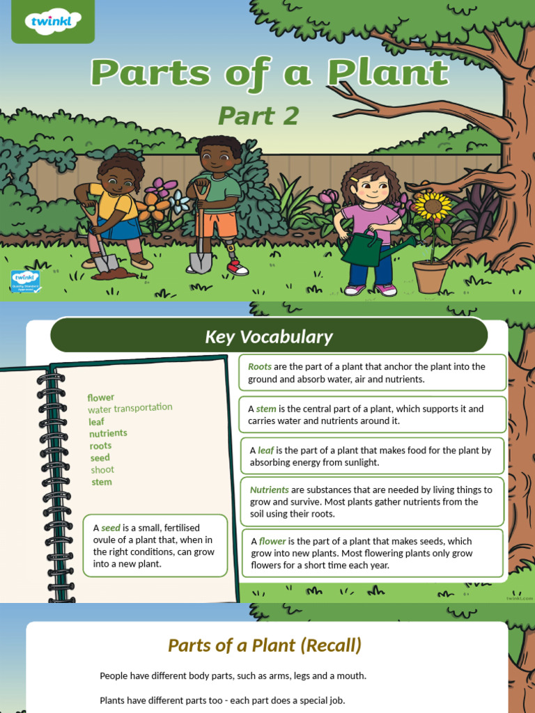 Parts of A Plant Part 2 (Stem and Roots) Y3 W3D2 | PDF | Root | Plants